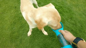 🐕‍🦺🐶BOTELLA PORTATIL 4 EN 1 MULTIFUNCIONAL PARA TU PELUDITO🐕‍🦺🐶